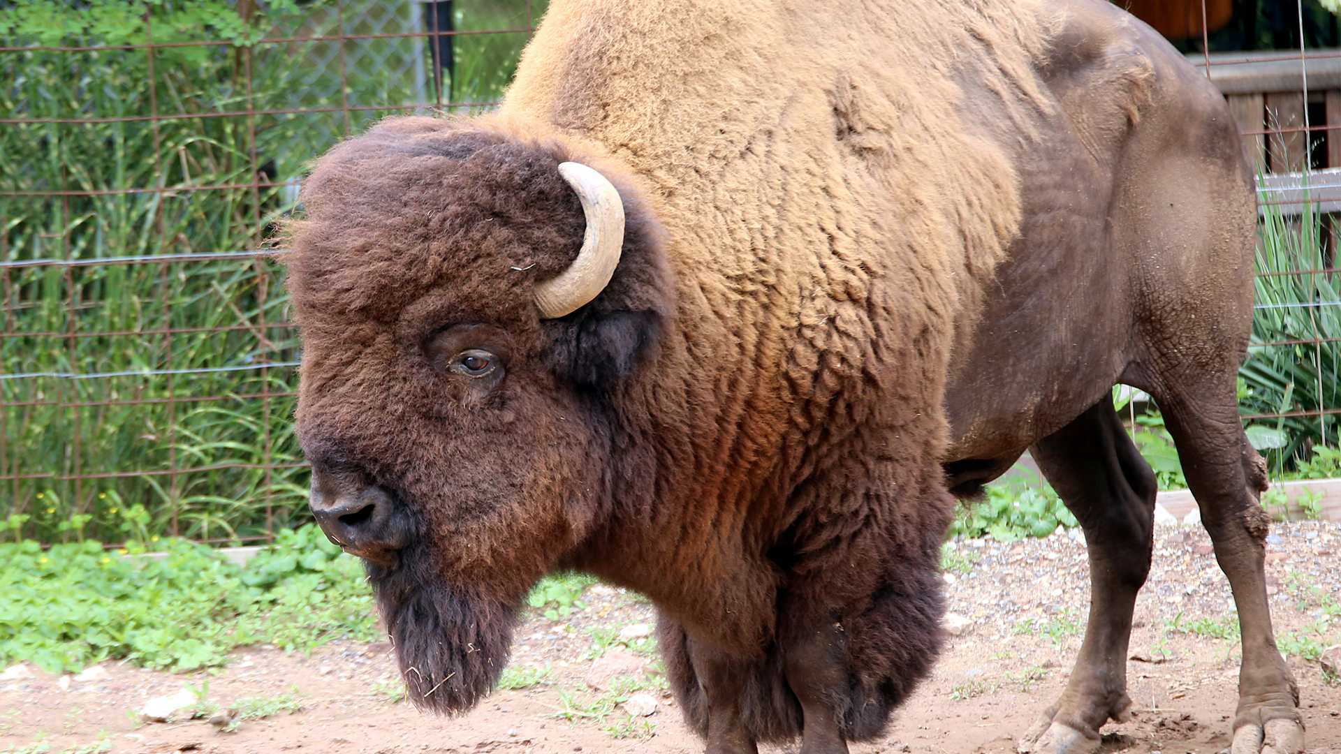 American Bison | Elmwood Park Zoo