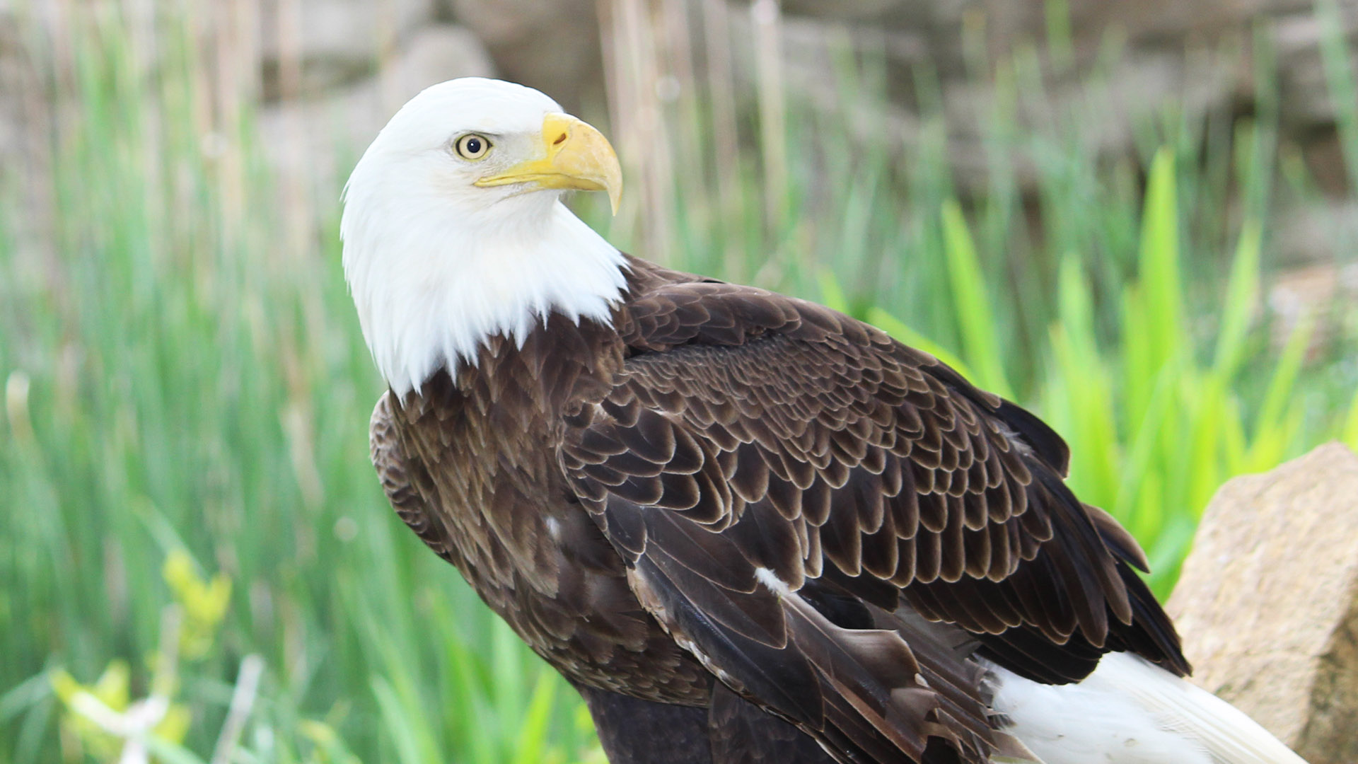 Bald Eagle Elmwood Park Zoo