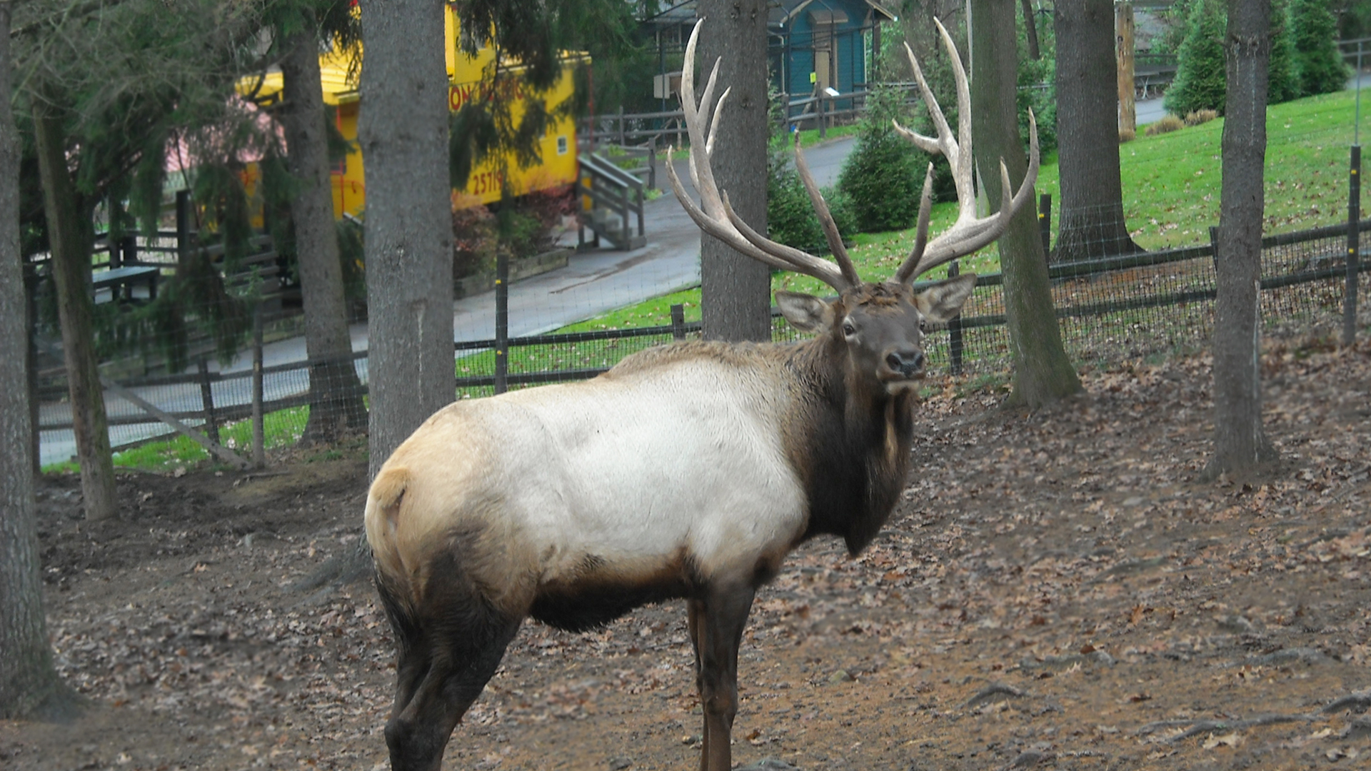ELK Elmwood Park Zoo