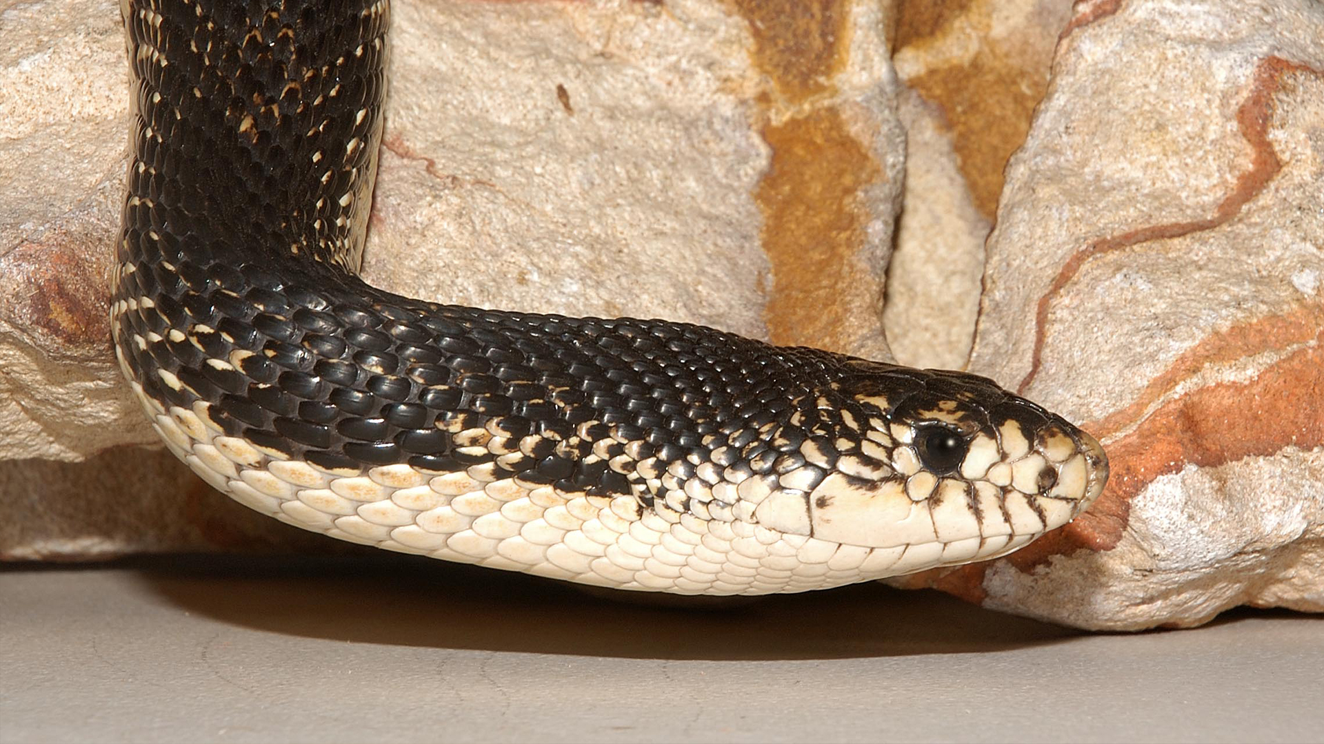 Northern Pine Snake | Elmwood Park Zoo