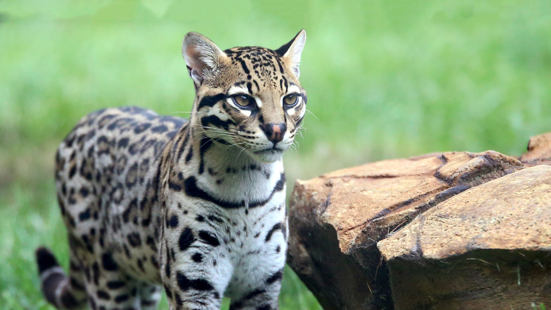 Ocelot Elmwood Park Zoo Ocelot Elmwood Park Zoo