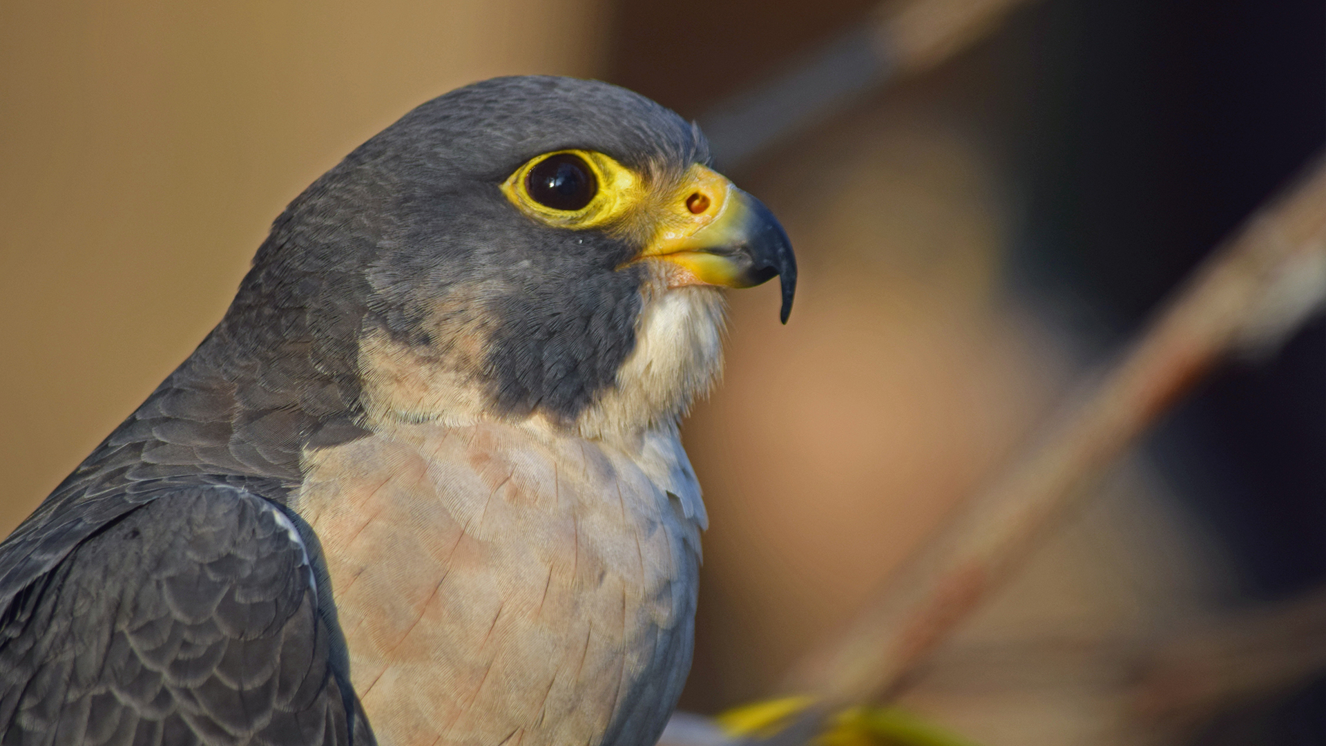 Peregrine Falcon Speed Diet Facts Britannica
