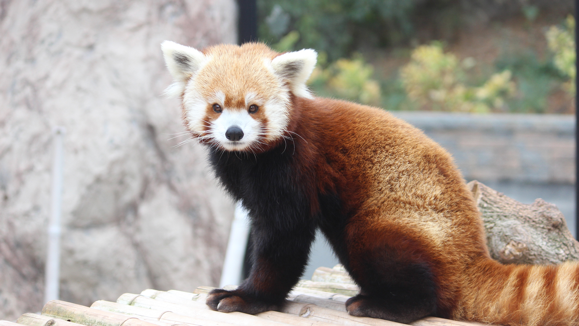 The Giant Panda Red Panda Bear Red Panda Mammal Animals Png Pngegg Riset