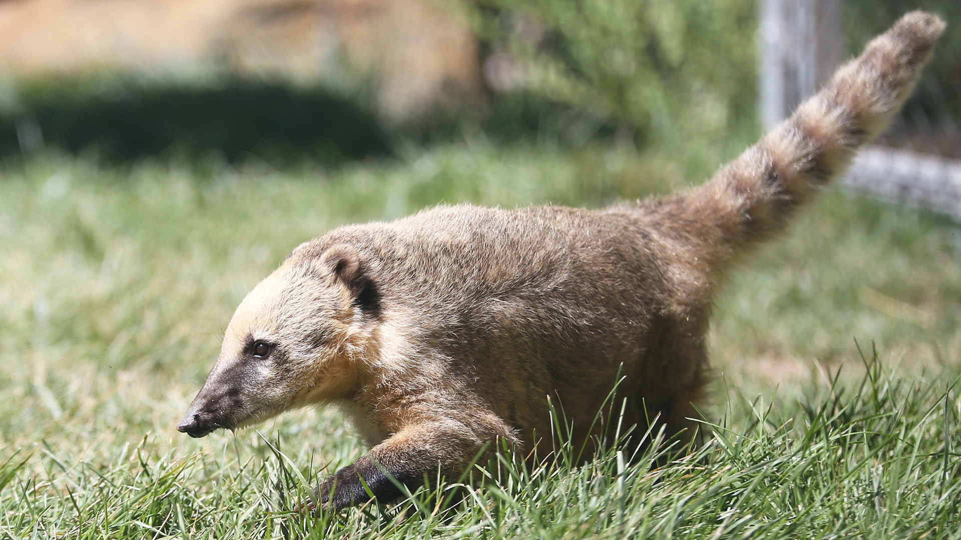 South American Coati - Elmwood Park Zoo