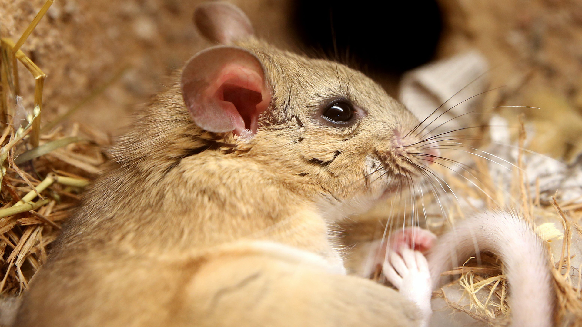 WhiteThroated Woodrat Elmwood Park Zoo