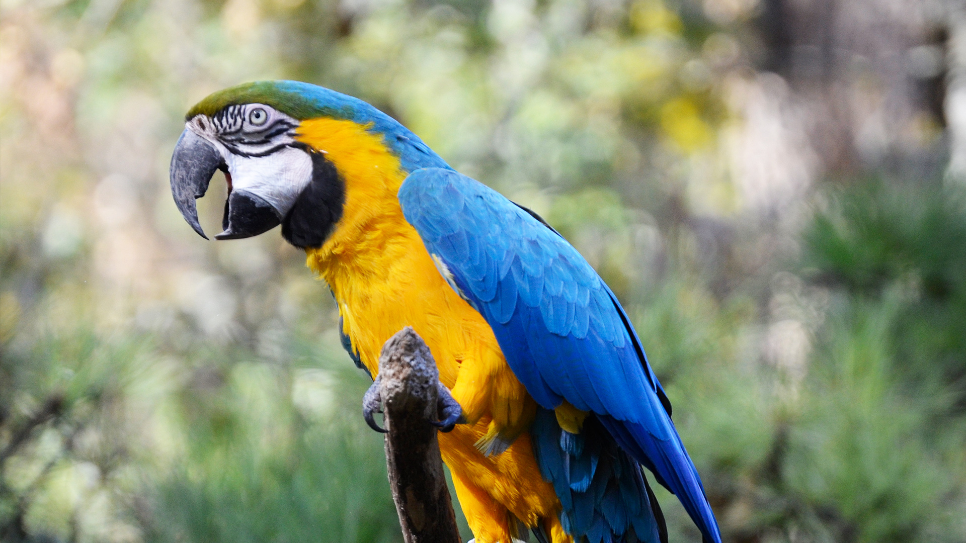 Blue And Gold Macaw Elmwood Park Zoo,Stuffed Peppers Recipe