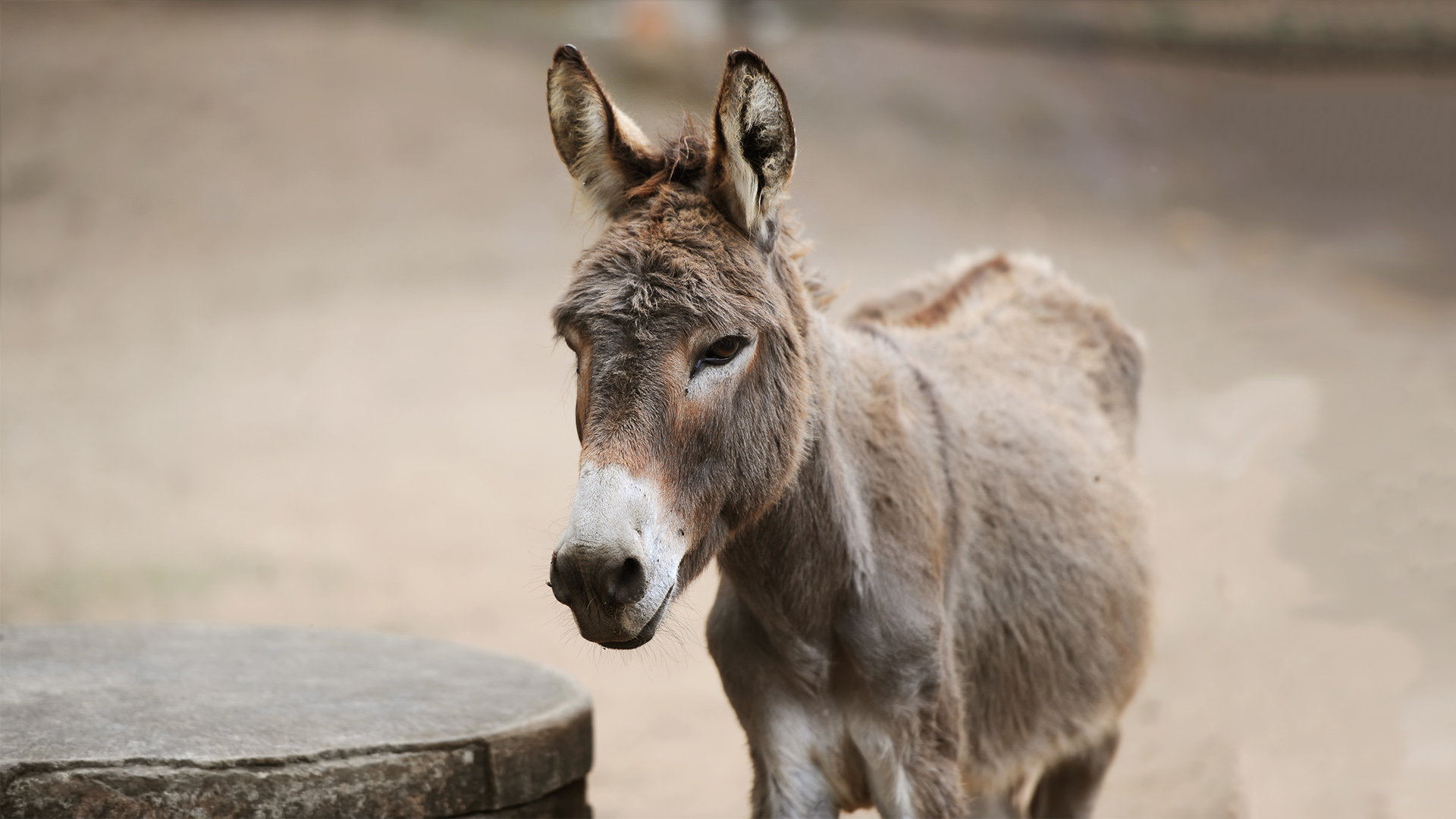 Donkey - Elmwood Park Zoo