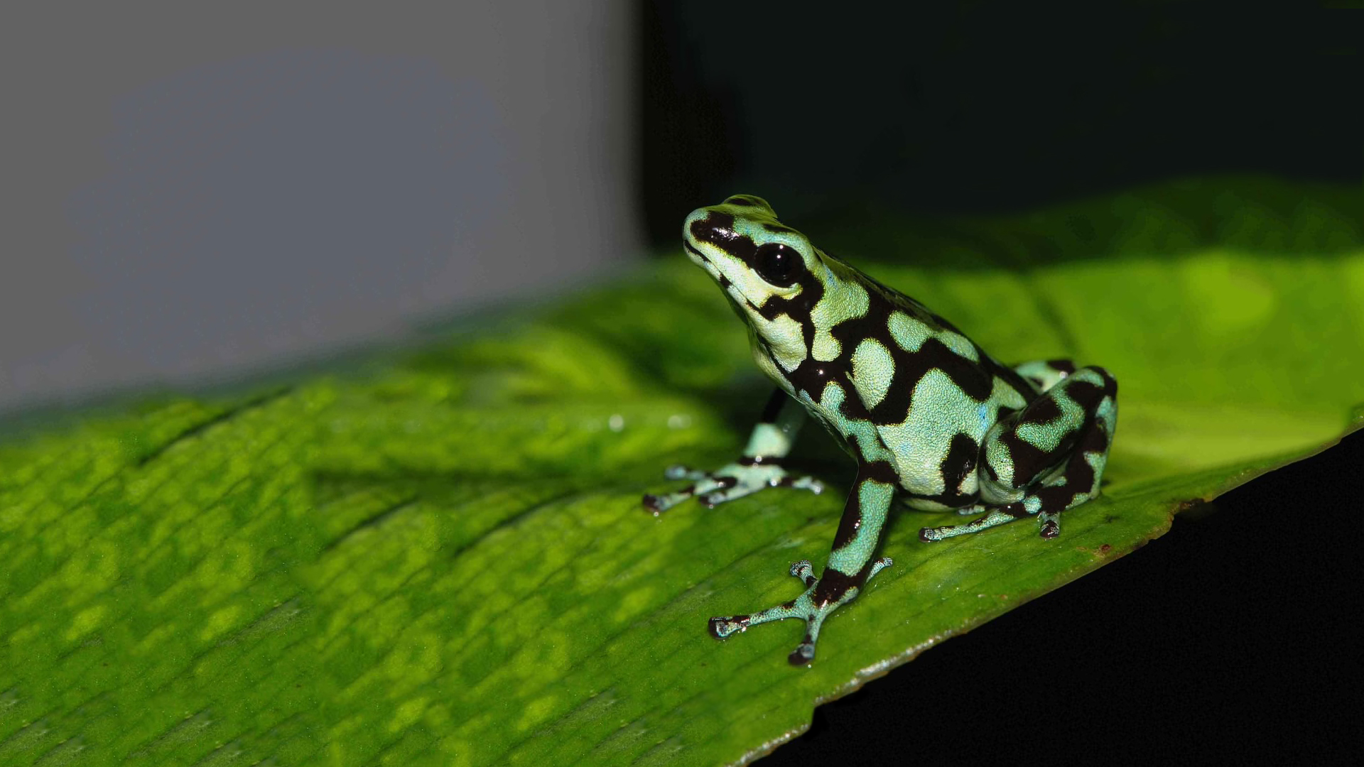 Green & Black Poison Dart Frog | Elmwood Park Zoo