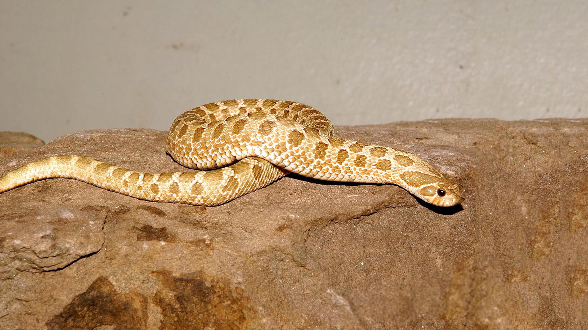 More Western Hognose playing dead photos