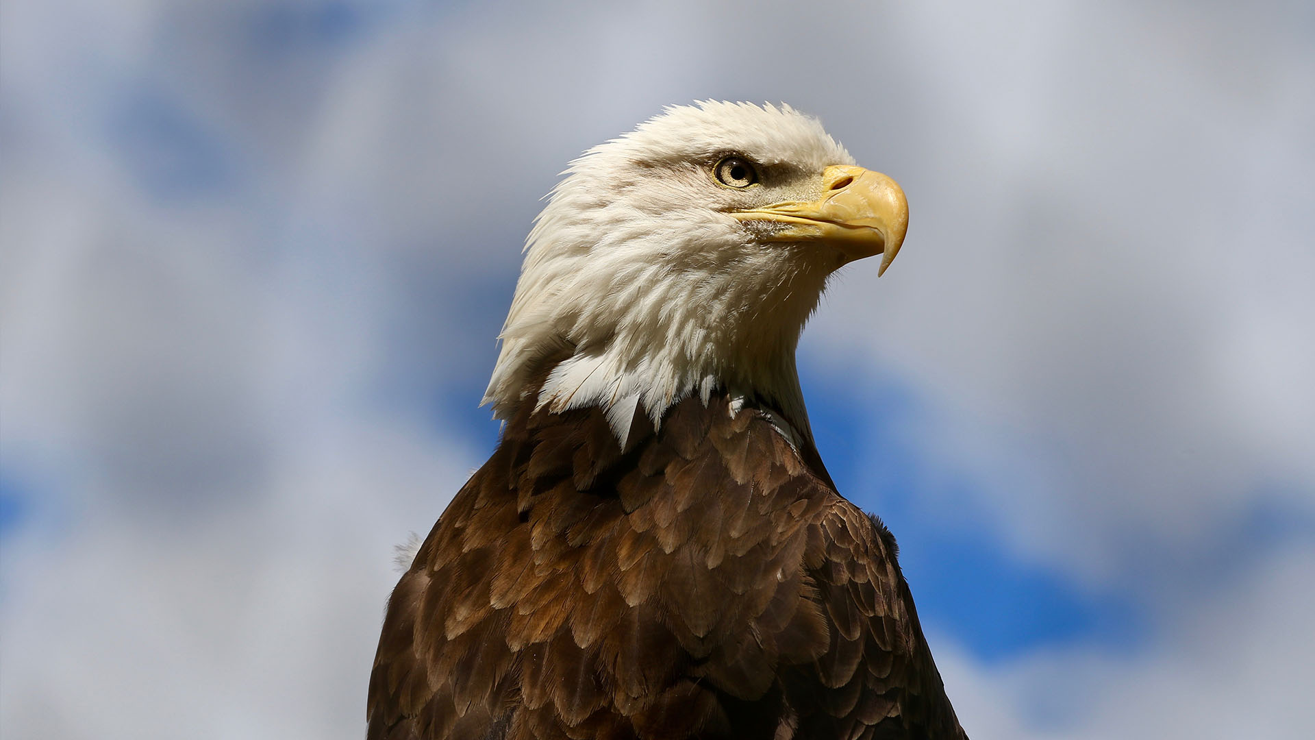 Board of Directors - Elmwood Park Zoo