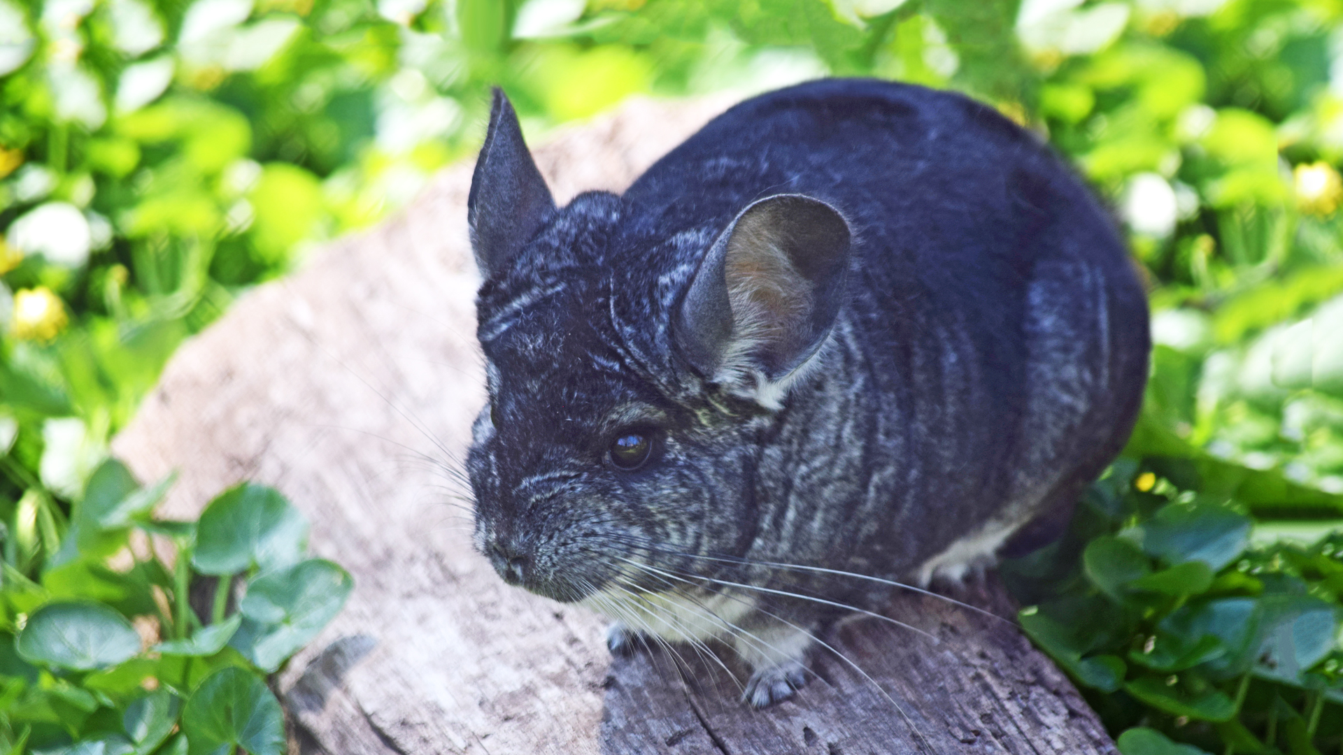 Chinchilla Elmwood Park Zoo