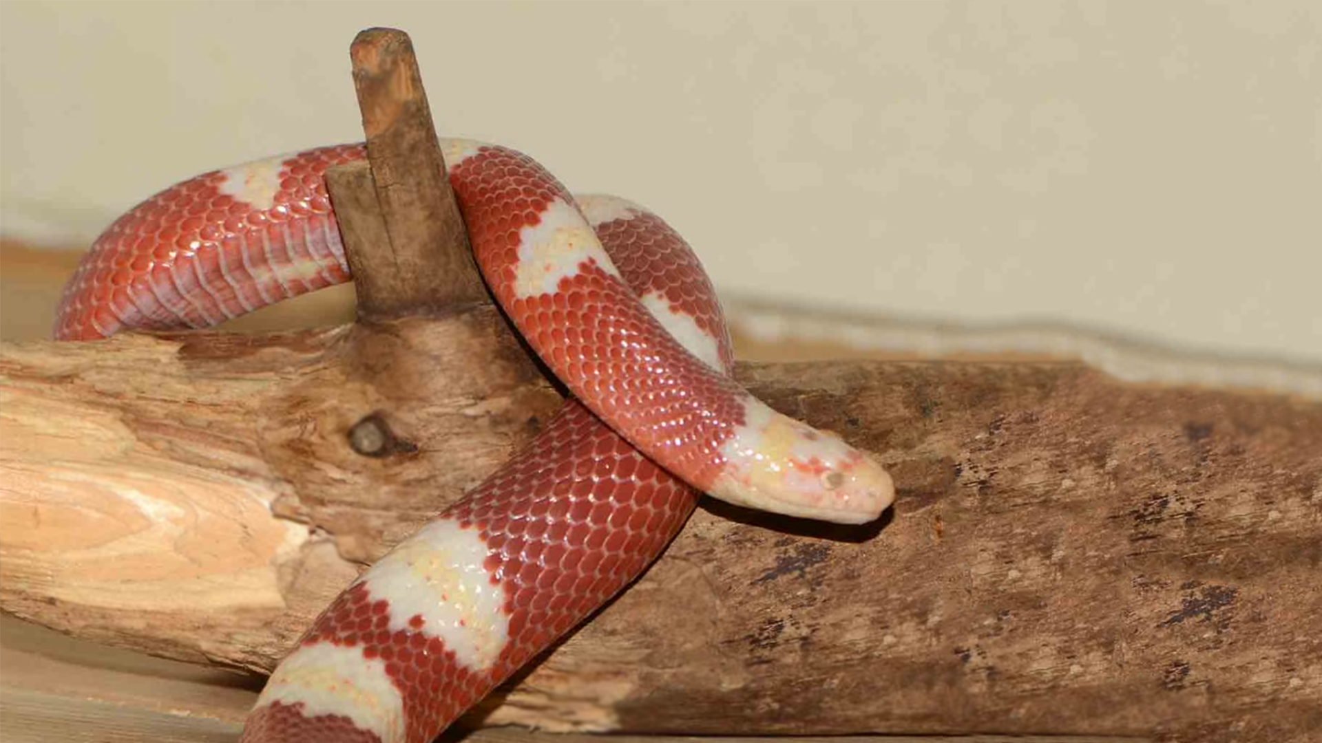 Nelson's Milk Snake - Elmwood Park Zoo