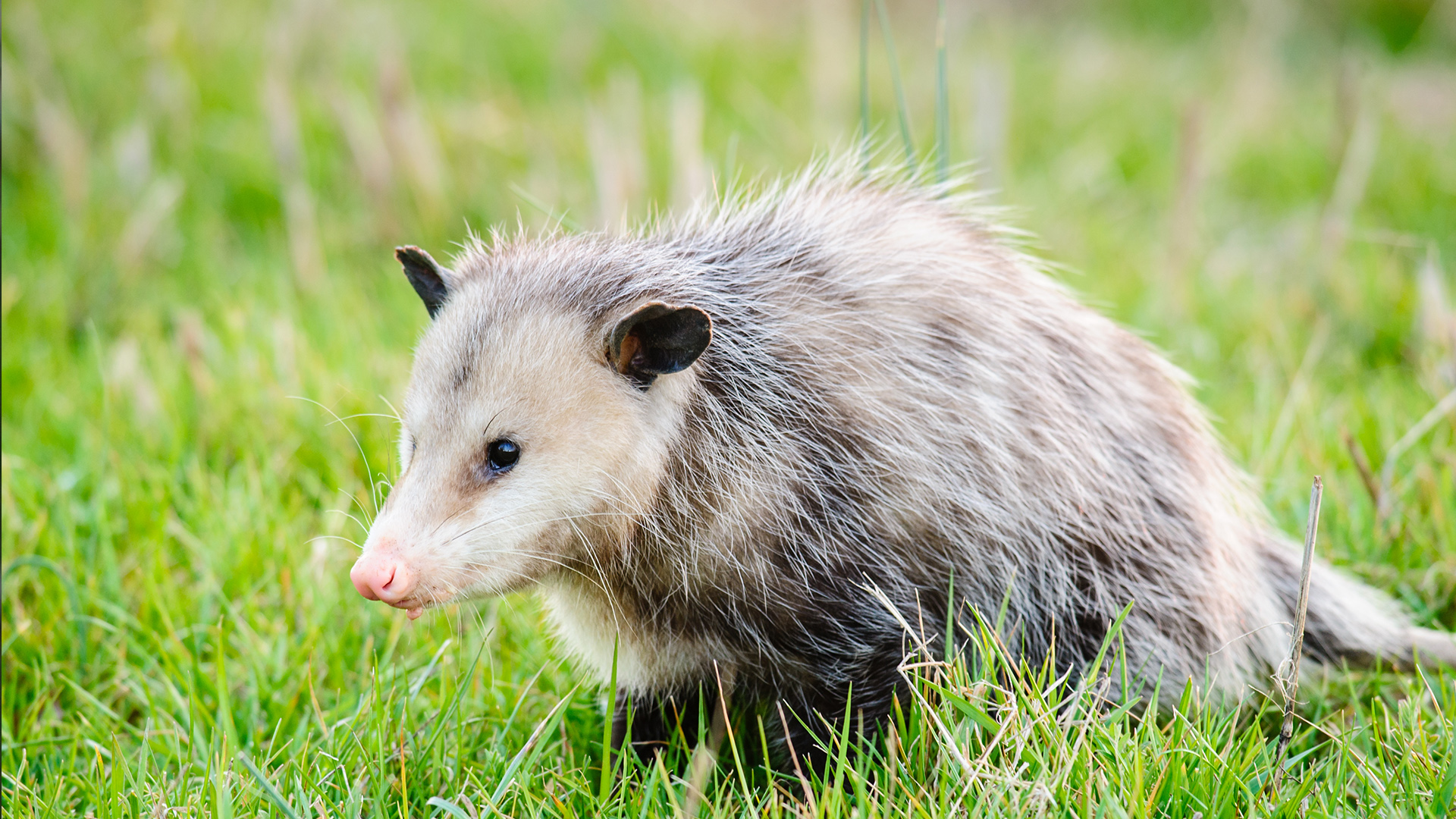 Virginia Opossum Elmwood Park Zoo