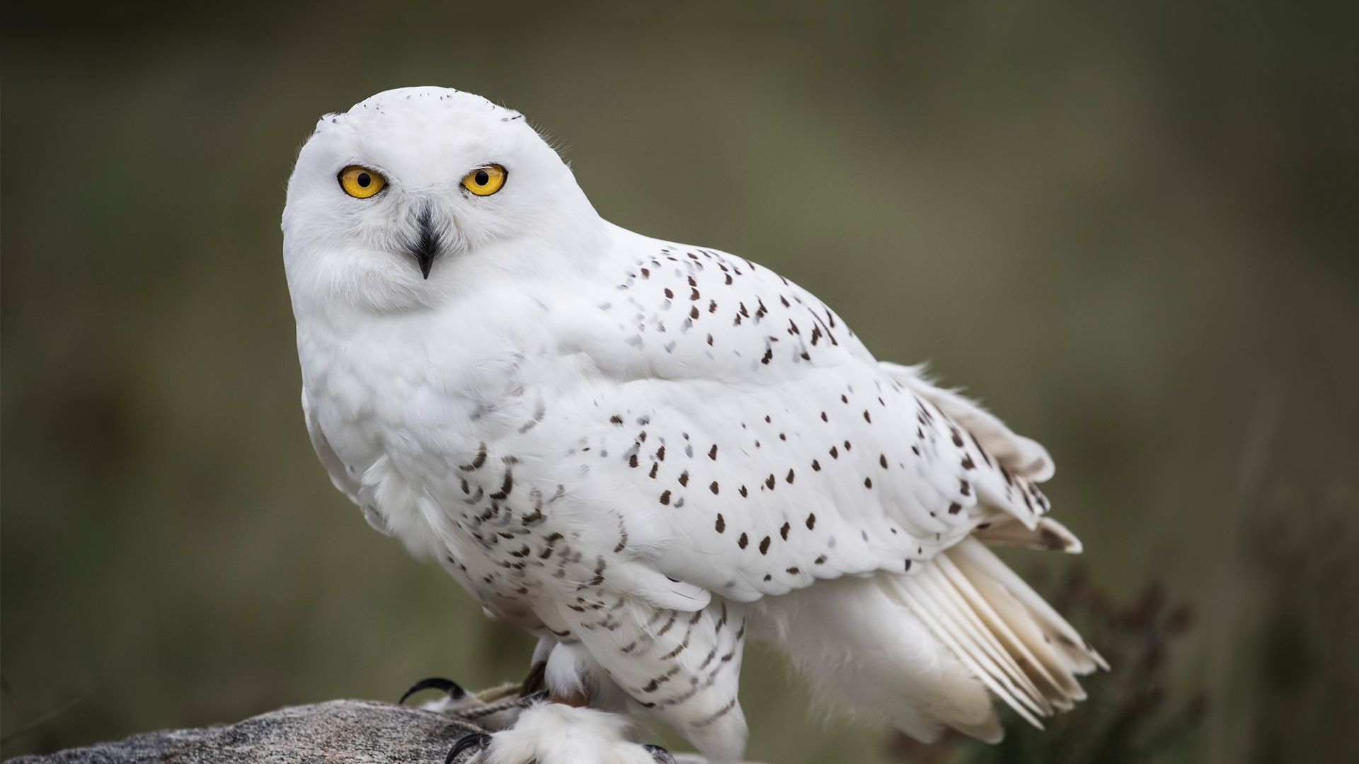 Snowy Owl - Elmwood Park Zoo