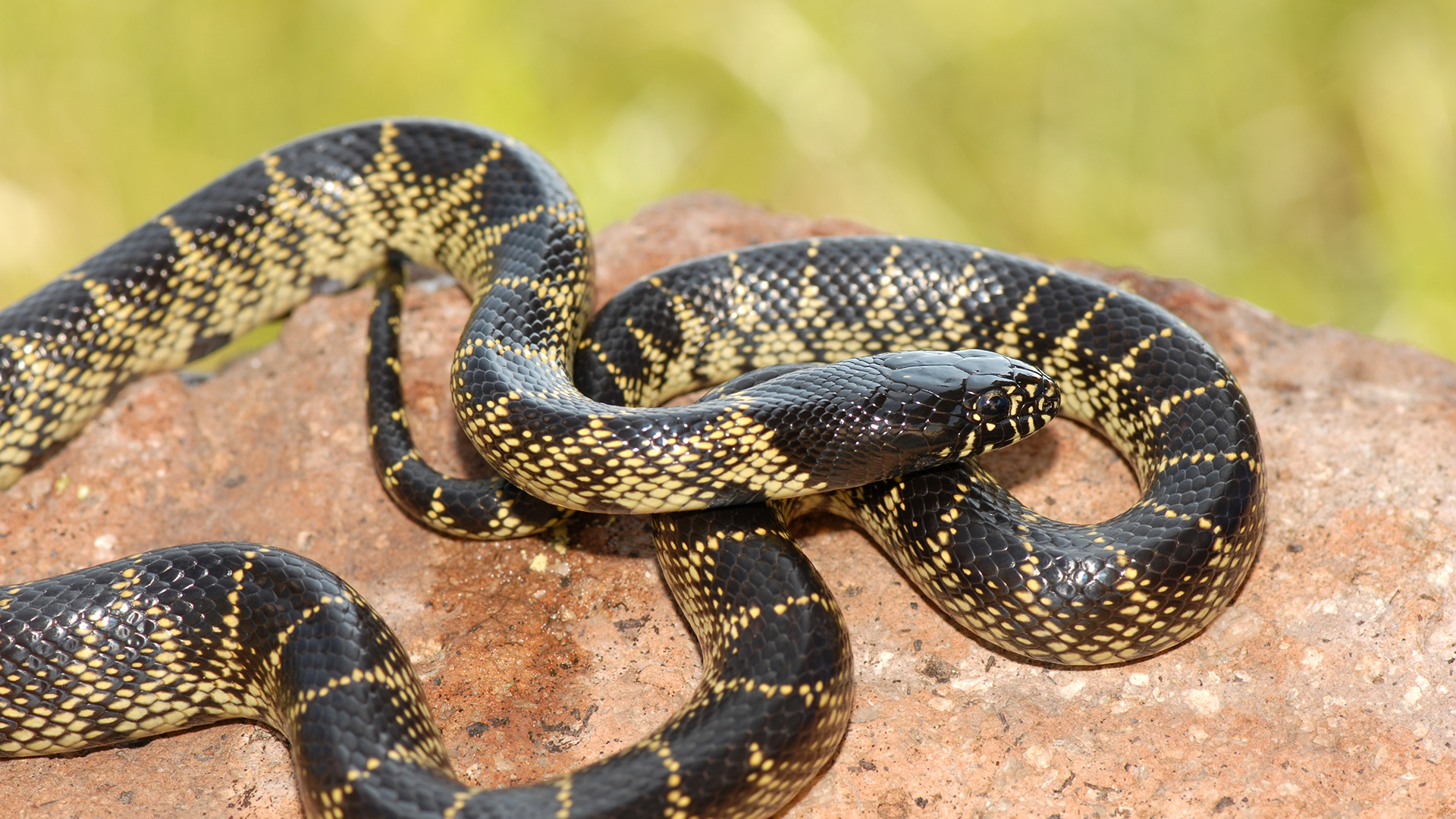 Desert Kingsnake - Elmwood Park Zoo