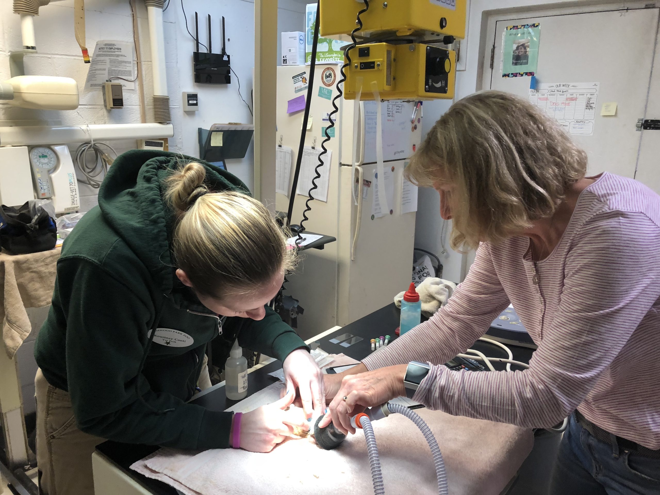 how-to-become-a-vet-tech-elmwood-park-zoo