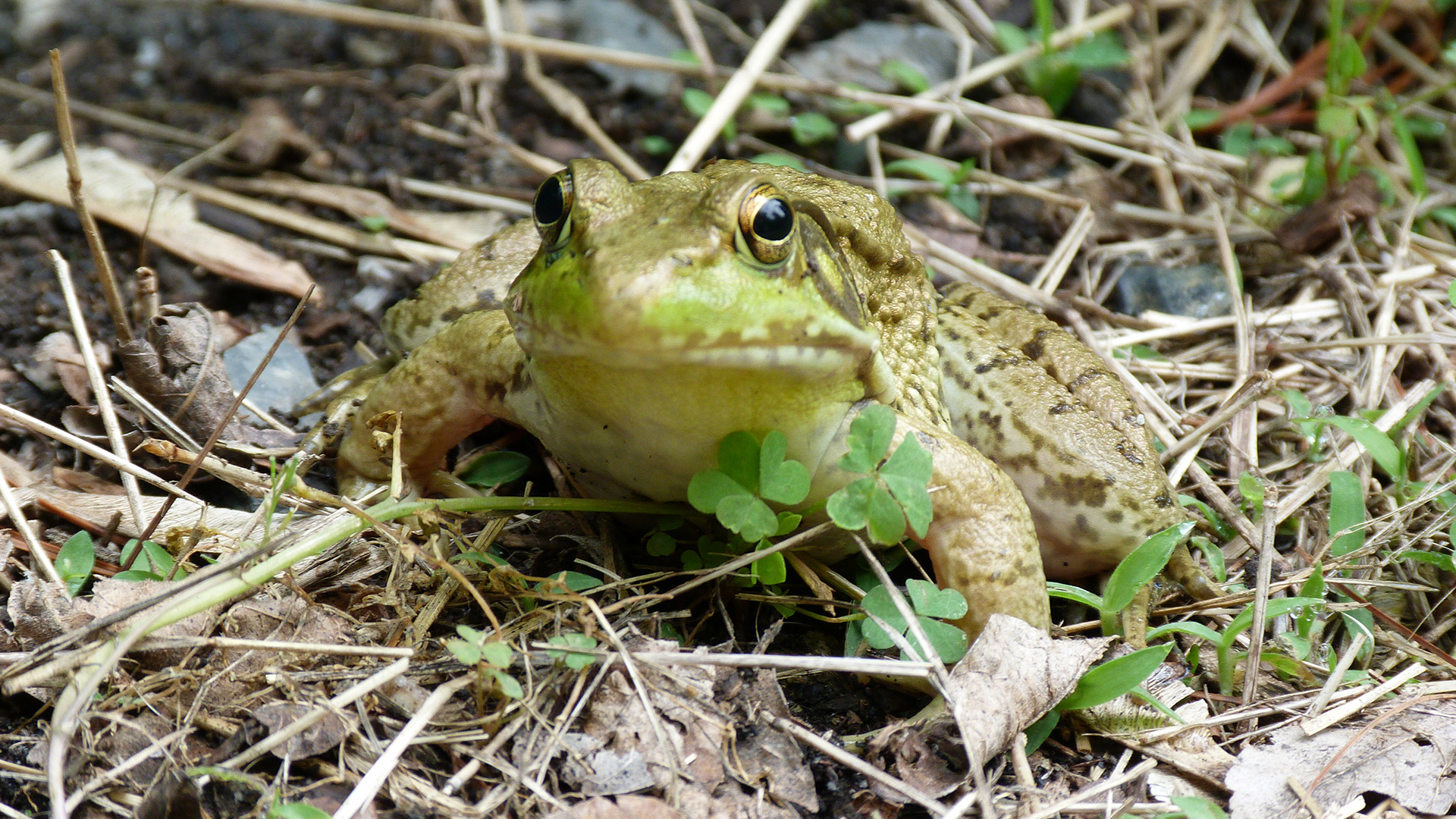 Frog Finders