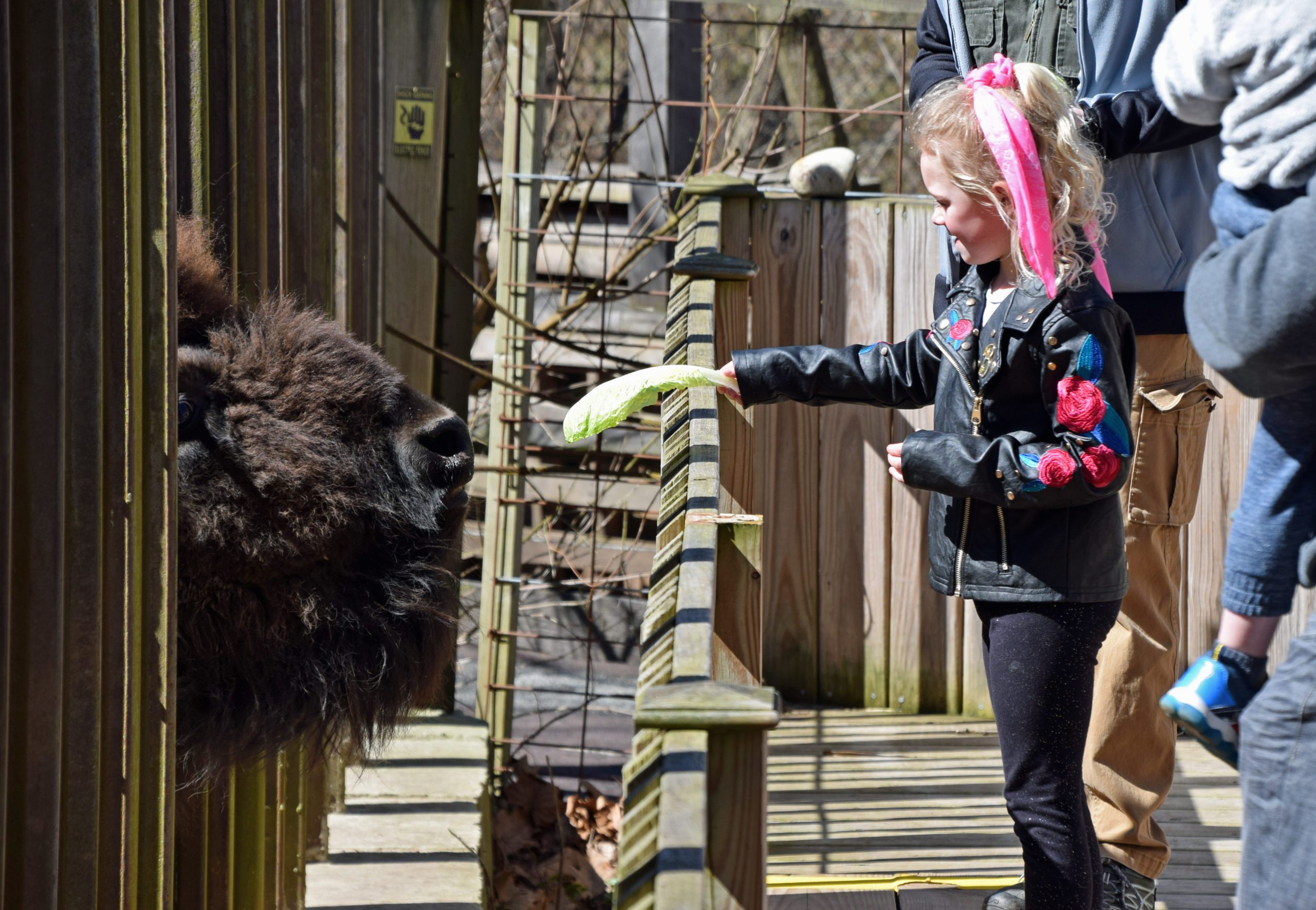 Feed the Zoo Animals in Norristown, PA Giraffe Feeding in Montgomery