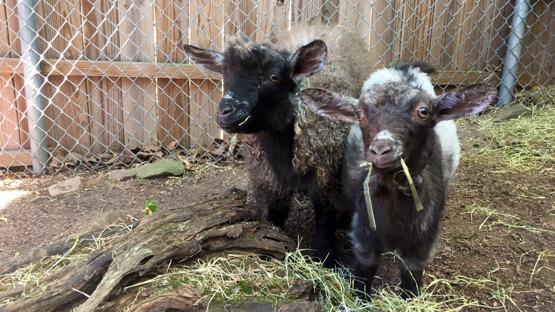 Pygora Goat | Elmwood Park Zoo