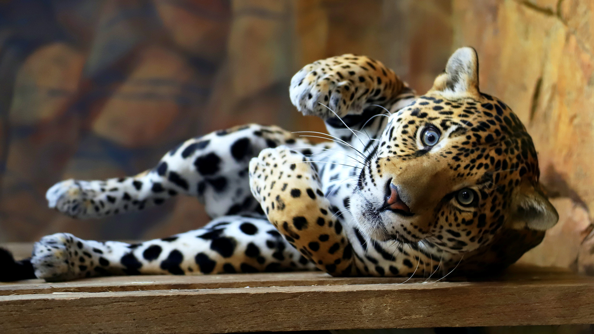 Employment Elmwood Park Zoo