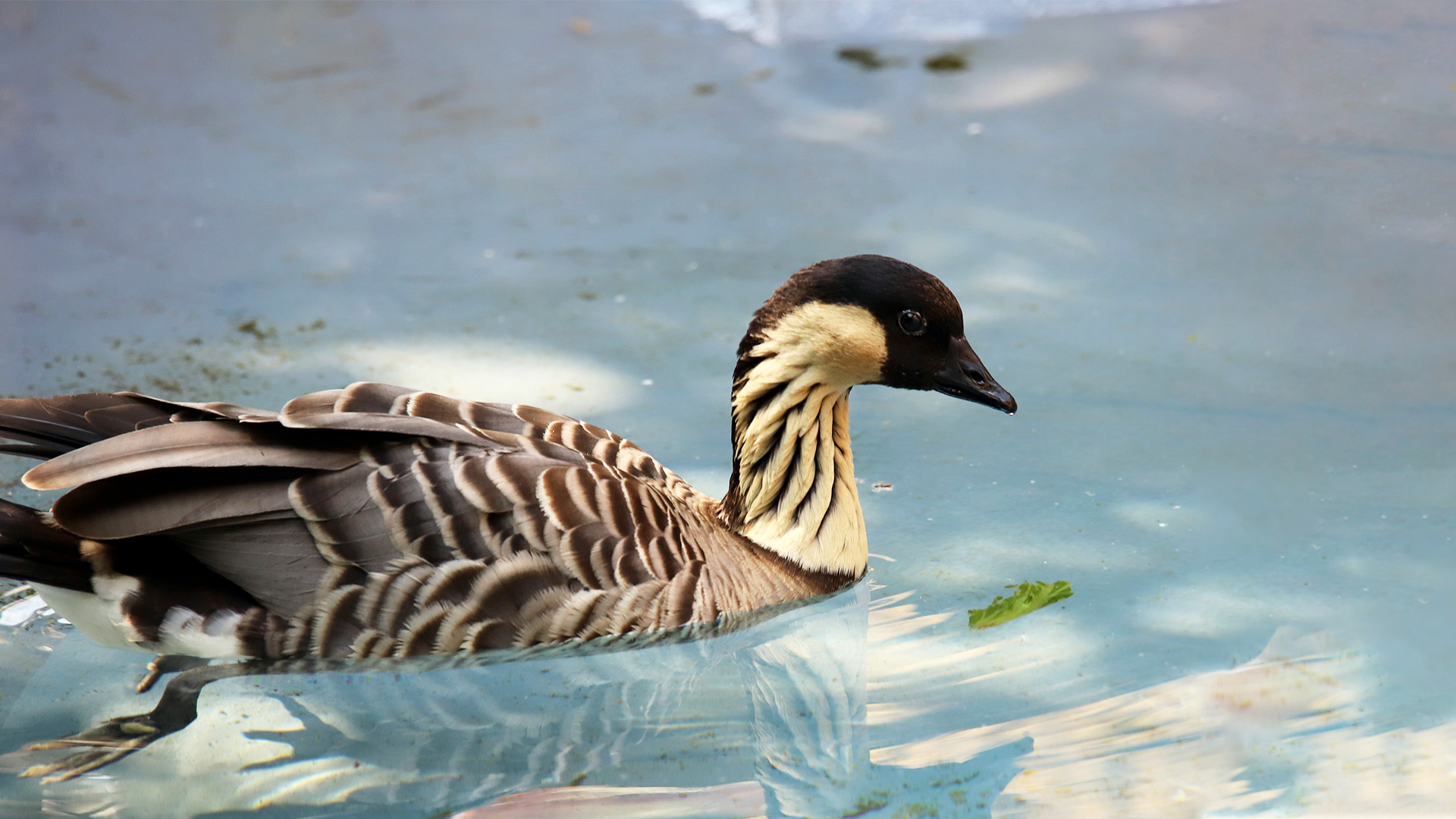 Nene | Elmwood Park Zoo