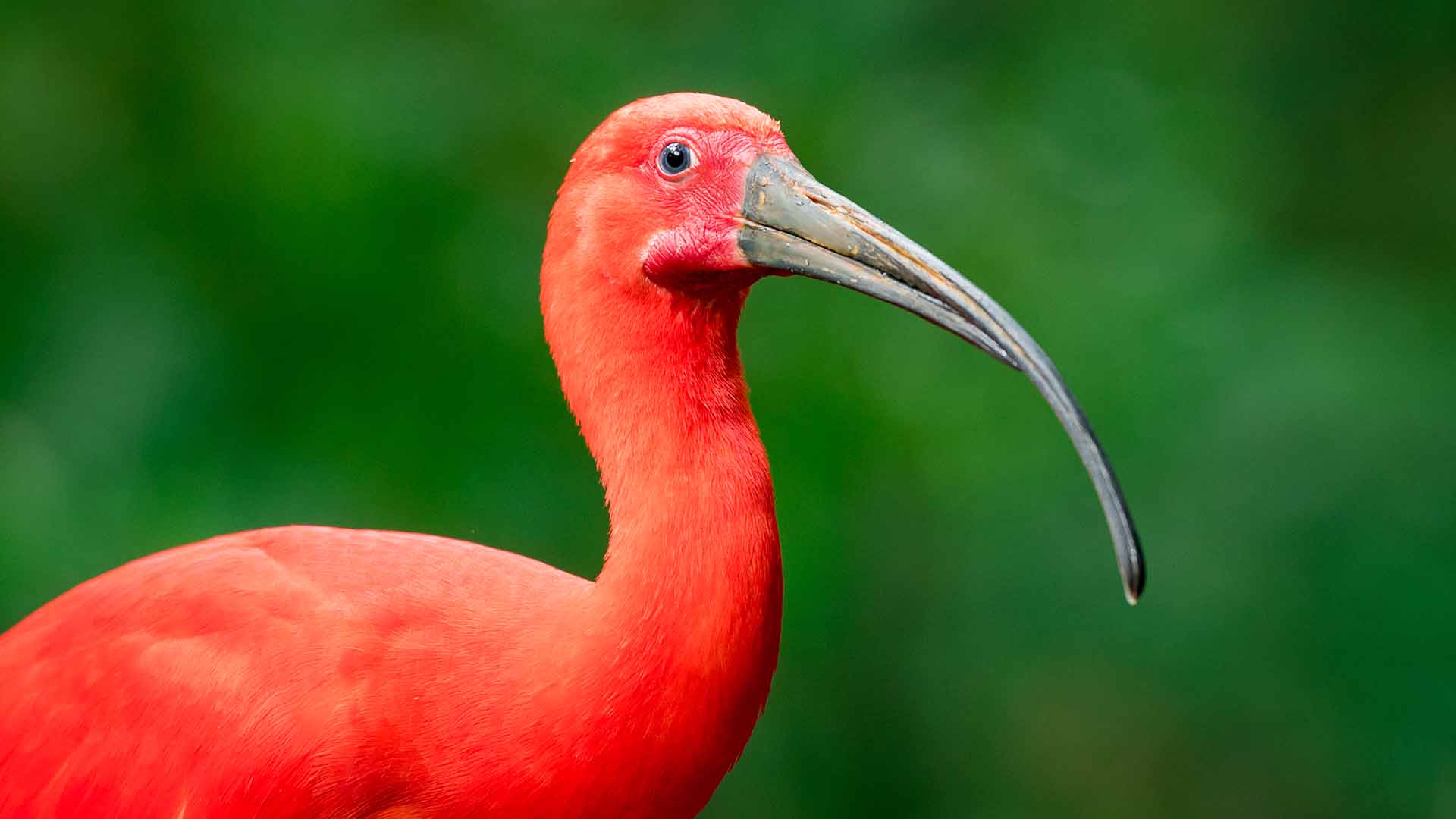 Scarlet Ibis Bird Scarlet Ibis Bird