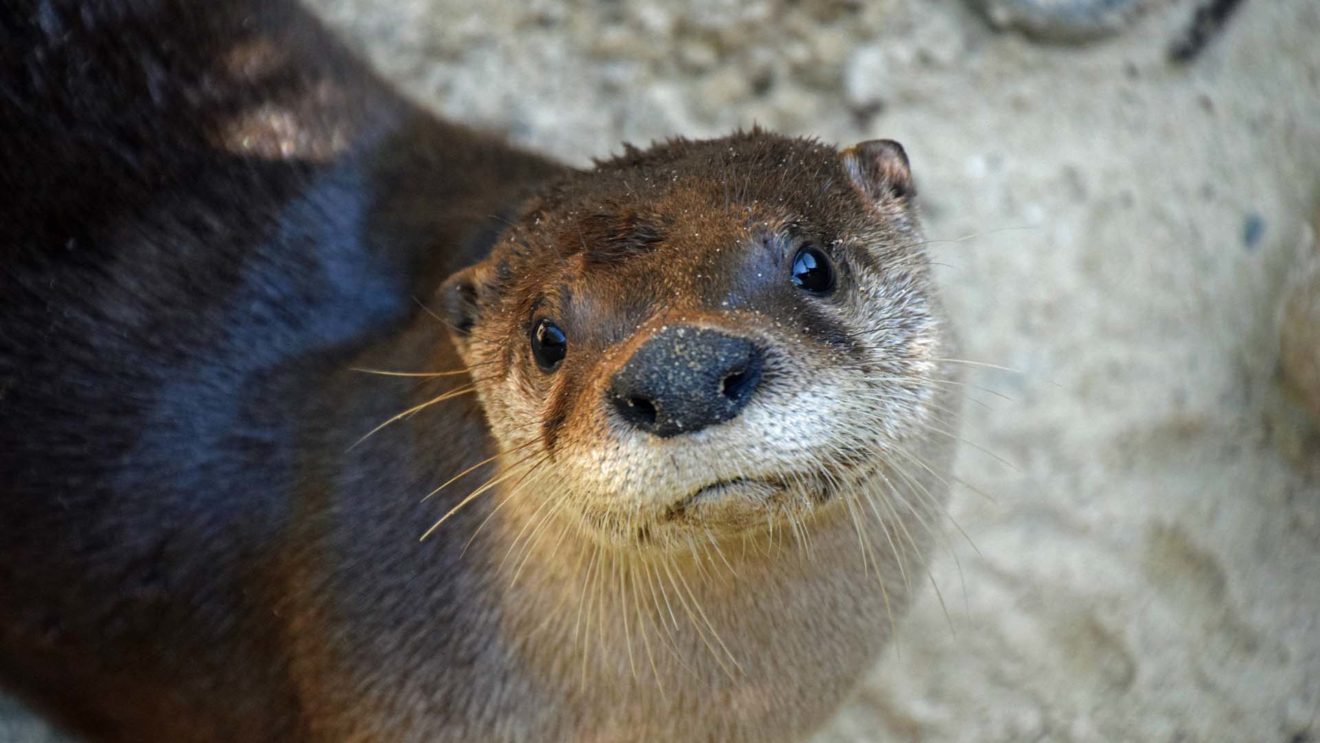 Free Contact Otter Training | Elmwood Park Zoo