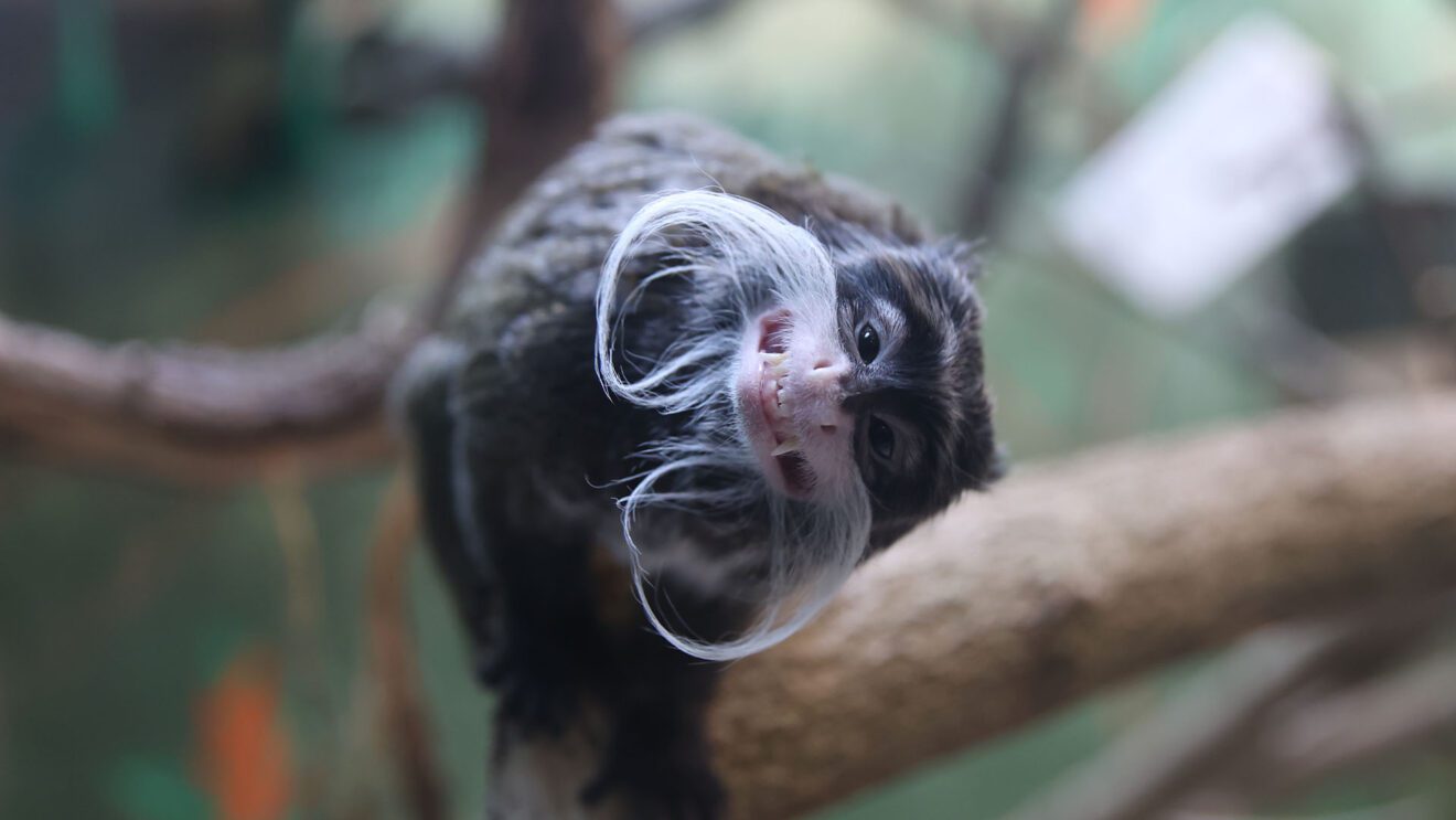 Wild Lights Elmwood Park Zoo