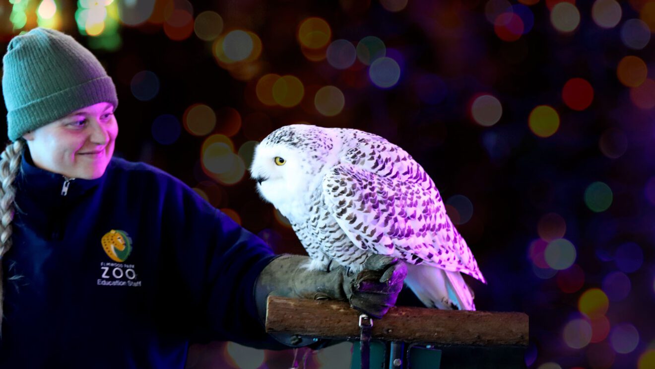 Wild Lights Elmwood Park Zoo