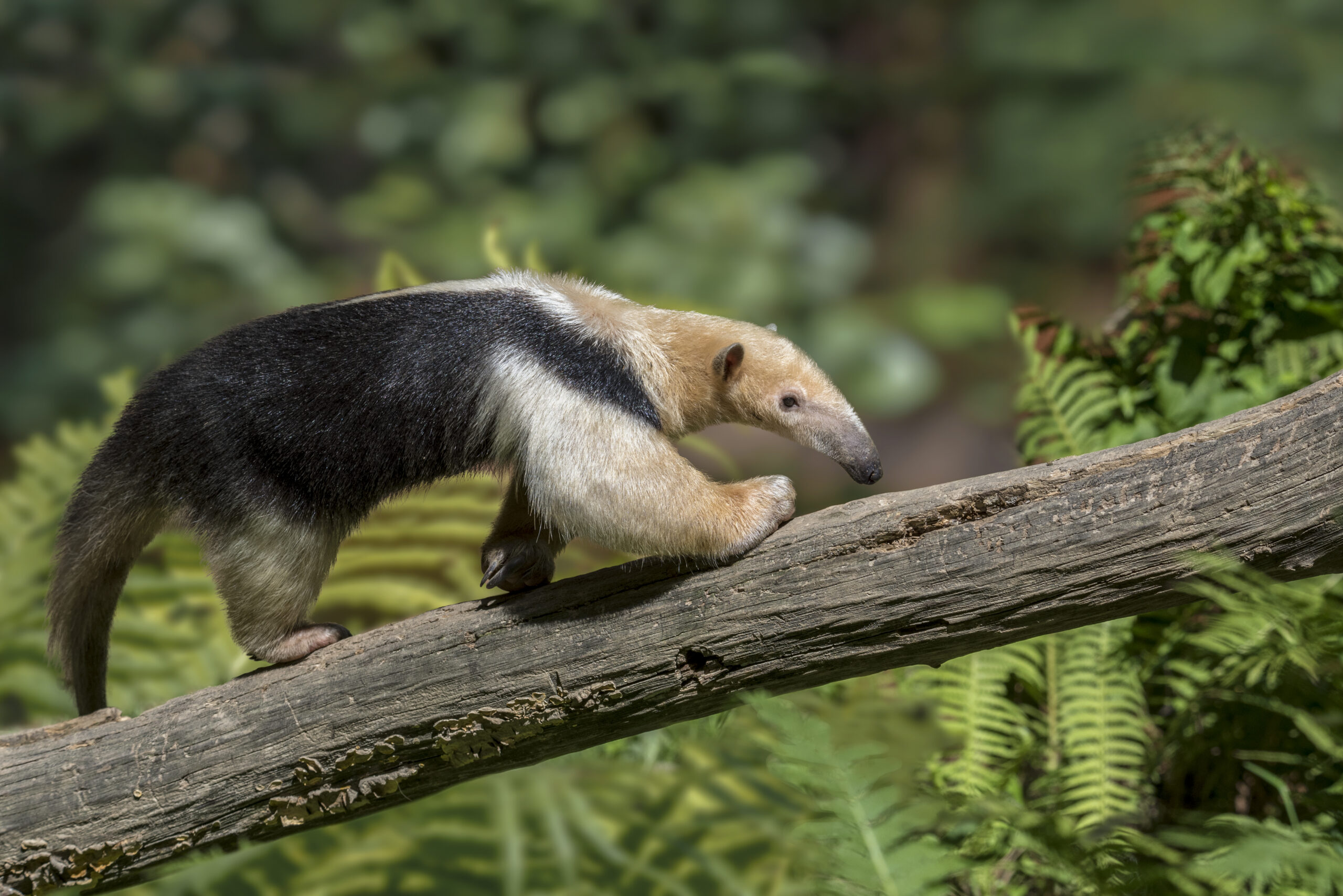 Zoo welcomes playful pair of red-tailed monkeys