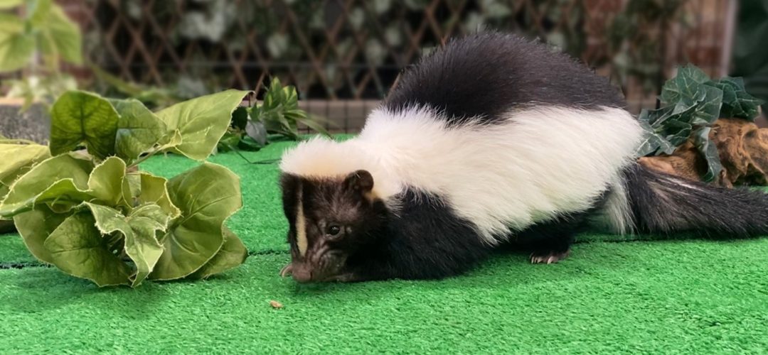 1920x1080pestoskunk 1920x1080pestoskunk