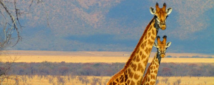 Giraffes 750x300