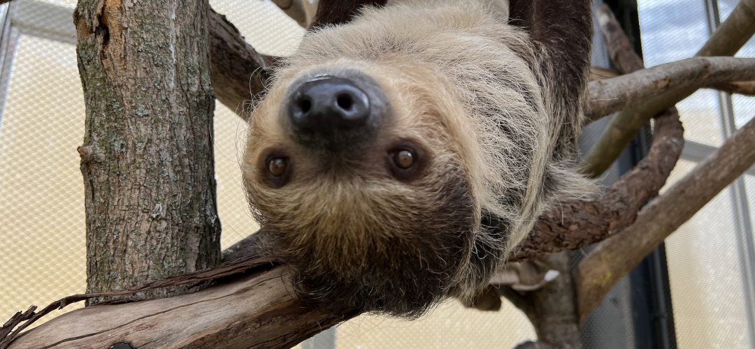 Liana-Sloth-on-exhibit