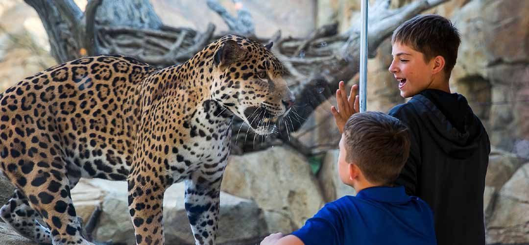 jaguar jaguar